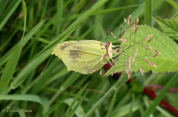 04008L-Citroenvlinder-Conepteryx-rhamni