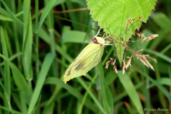 04008M-Citroenvlinder-Conepteryx-rhamni