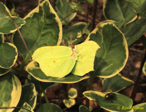 04010-Citroenvlinder - Gonepteryx rhamni