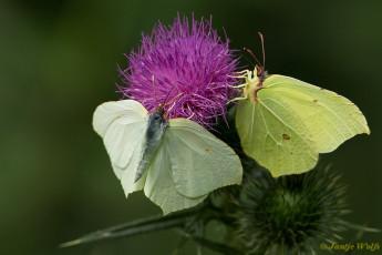 04012-Citroenvlinder - Gonepteryx rhamni