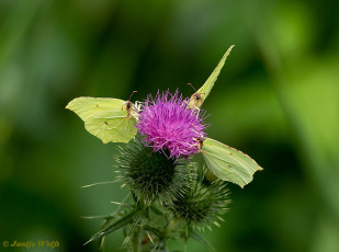 04014-Citroenvlinder - Gonepteryx rhamni