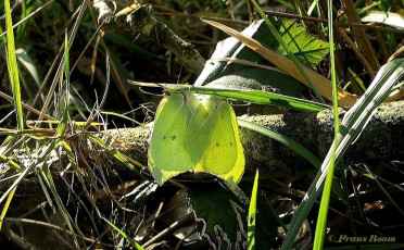 04020-Citroenvlinder - Gonepteryx rhamni