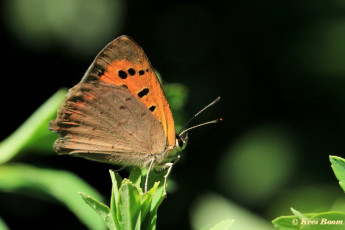 04521-Kleine vuurvlinder - Lycaena phlaeas