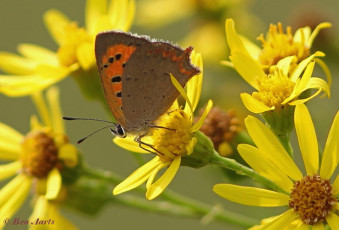 04521b- Kleine vuurvlinder - Lycaena phlaeas