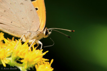 04522-Kleine vuurvlinder - Lycaena phlaeas