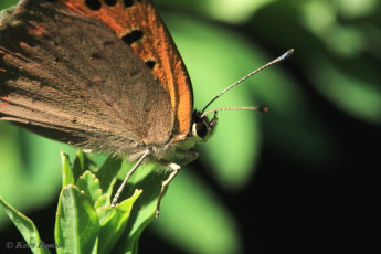 04523-Kleine vuurvlinder - Lycaena phlaeas