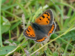 04530-Kleine vuurvlinder-Lycaena phlaeas