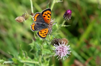 04531-Kleine-vuurvlinder-Lycaena-phlaeas