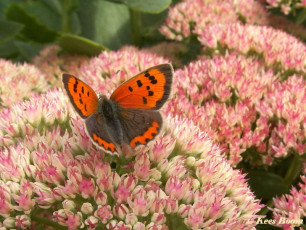 04532-Kleine vuurvlinder - Lycaena phlaeas