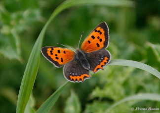 04534- Kleine vuurvlinder - Lycaena phlaeas