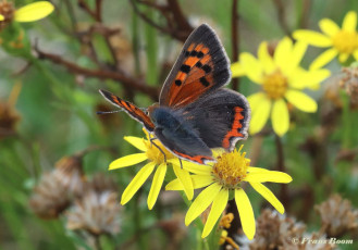 04536-Kleine-vuurvlinder-Lycaena-phlaeas