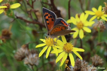 04536B-Kleine-vuurvlinder-Lycaena-phlaeas