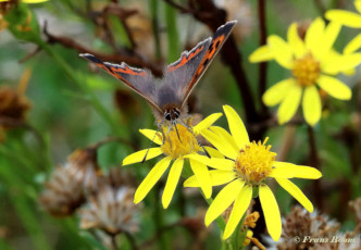 04536C-Kleine-vuurvlinder-Lycaena-phlaeas