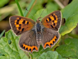 04538-Kleine-vuurvlinder-Lycaena-phlaeas