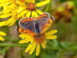 04538B-Kleine-vuurvlinder-Lycaena-phlaeas