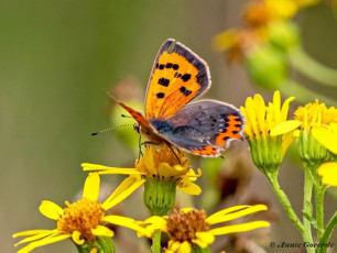 04538C-Kleine-vuurvlinder-Lycaena-phlaeas