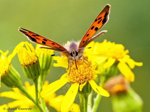 04538F-Kleine-vuurvlinder-Lycaena-phlaeas