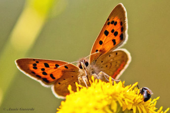 04538G-Kleine-vuurvlinder-Lycaena-phlaeas