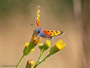 04538H-Kleine-vuurvlinder-Lycaena-phlaeas