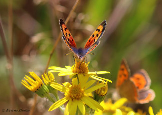 04539-Kleine-vuurvlinder-Lycaena-phlaeas