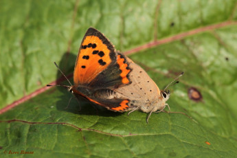 04540-Kleine vuurvlinder - Lycaena phlaeas