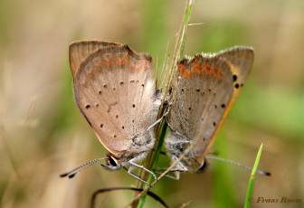 04541-Kleine vuurvlinder - Lycaena phlaeas