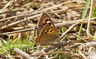 04544A-Kleine-vuurvlinder-Lycaena-phlaeas