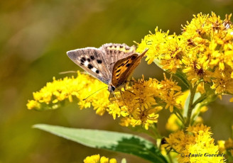 04544B-Kleine-vuurvlinder-Lycaena-phlaeas