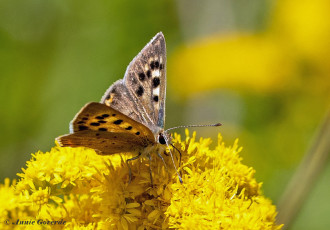 04544C-Kleine-vuurvlinder-Lycaena-phlaeas