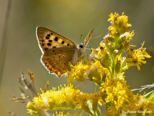 04544D-Kleine-vuurvlinder-Lycaena-phlaeas