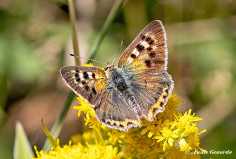 04544E-Kleine-vuurvlinder-Lycaena-phlaeas