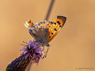 04548-Kleine-vuurvlinder-Lycaena-phlaeas