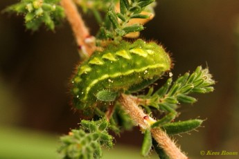 05650-Groentje - Callophrys rubi