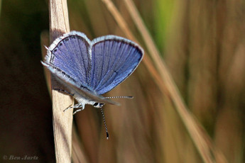 06735-Staartblauwtje-Cupido-argiades