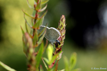 06781-Boomblauwtje-Celastrina-argiolus