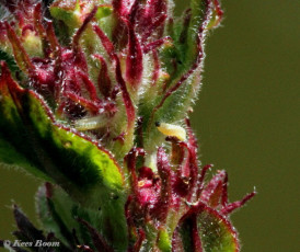 06790-Boomblauwtje-Celastrina-argiolus