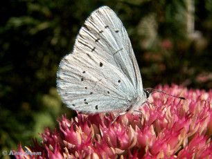 06797-Boomblauwtje-Celastrina-argiolus