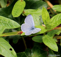 06799-Boomblauwtje-Celastrina-argiolus