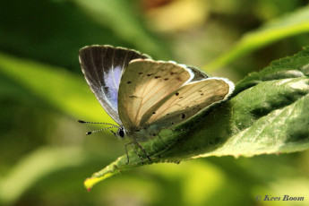 06804-Boomblauwtje-Celastrina-argiolus