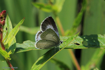 06805-Boomblauwtje-Celastrina-argiolus