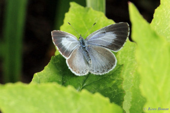 06806-Boomblauwtje-Celastrina-argiolus