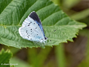 06808A-Boomblauwtje-Celastrina-argiolus