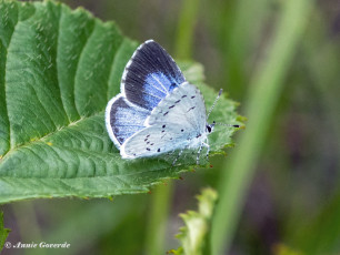 06808B-Boomblauwtje-Celastrina-argiolus
