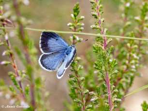 06808C-Boomblauwtje-Celastrina-argiolus
