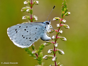 06808D-Boomblauwtje-Celastrina-argiolus