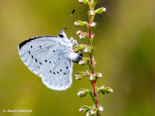 06808E-Boomblauwtje-Celastrina-argiolus