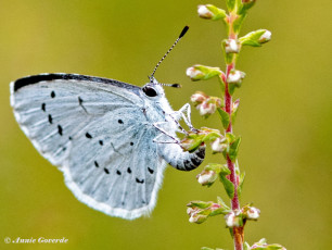 06808F-Boomblauwtje-Celastrina-argiolus