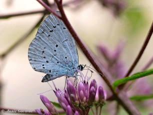 06811-Boomblauwtje-Celastrina-argiolus