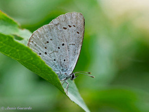 06812-Boomblauwtje-Celastrina-argiolus