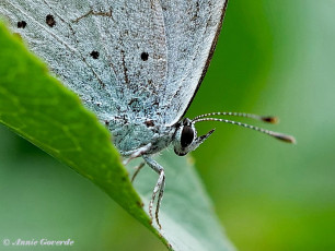 06813-Boomblauwtje-Celastrina-argiolus